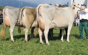 151009ViehschauSarnen 074